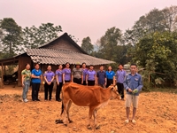 VKSND huyện Điện Biên phối hợp bàn giao công trình sửa chữa trường học, tặng bò người dân
